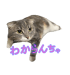 めんみ＆さらみ（個別スタンプ：33）