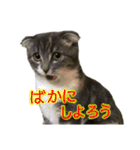 めんみ＆さらみ（個別スタンプ：34）