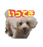 ひまわりとたんぽぽ②（個別スタンプ：1）