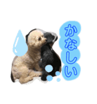 ひまわりとたんぽぽ②（個別スタンプ：4）