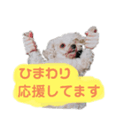 ひまわりとたんぽぽ②（個別スタンプ：8）