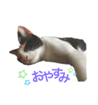 三毛猫Coco（個別スタンプ：1）