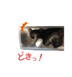 三毛猫Coco（個別スタンプ：2）