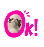 三毛猫Coco（個別スタンプ：4）