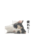 三毛猫Coco（個別スタンプ：5）