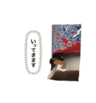 三毛猫Coco（個別スタンプ：6）