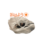 三毛猫Coco（個別スタンプ：7）