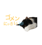 三毛猫Coco（個別スタンプ：9）