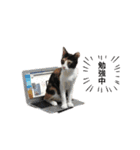 三毛猫Coco（個別スタンプ：10）