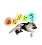 三毛猫Coco（個別スタンプ：11）