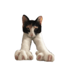 三毛猫Coco（個別スタンプ：13）