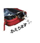 三毛猫Coco（個別スタンプ：14）