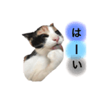 三毛猫Coco（個別スタンプ：15）