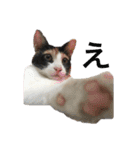 三毛猫Coco（個別スタンプ：16）
