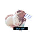 cat stamp ❤︎svn（個別スタンプ：2）