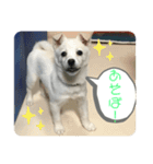 蓬さんスタンプ①（個別スタンプ：1）
