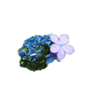 niwahana（個別スタンプ：4）