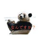 パンダでこんにちは（個別スタンプ：1）