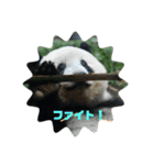 パンダでこんにちは（個別スタンプ：8）