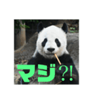 パンダでこんにちは（個別スタンプ：13）