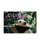 パンダでこんにちは（個別スタンプ：14）