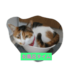 cat＆life（個別スタンプ：1）