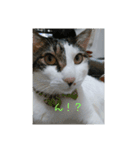 cat＆life（個別スタンプ：4）