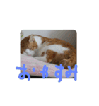 cat＆life（個別スタンプ：5）