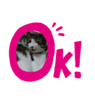 cat＆life（個別スタンプ：7）