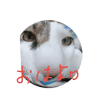cat＆life（個別スタンプ：9）