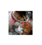 cat＆life（個別スタンプ：10）