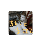cat＆life（個別スタンプ：11）