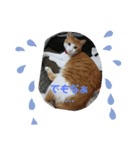 cat＆life（個別スタンプ：13）