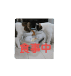 cat＆life（個別スタンプ：15）