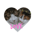 cat＆life（個別スタンプ：16）