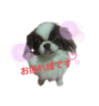 愛犬の仲良し挨拶（個別スタンプ：1）