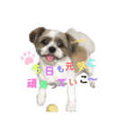 愛犬の仲良し挨拶（個別スタンプ：2）