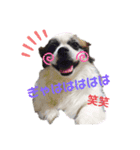 愛犬の仲良し挨拶（個別スタンプ：4）