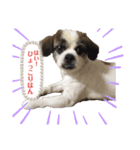 愛犬の仲良し挨拶（個別スタンプ：5）