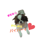 愛犬の仲良し挨拶（個別スタンプ：6）