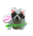 愛犬の仲良し挨拶（個別スタンプ：7）