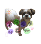愛犬の仲良し挨拶（個別スタンプ：8）