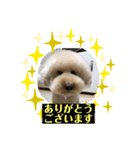 マロンちゃん＊あいさつ（個別スタンプ：2）