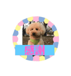 マロンちゃん＊あいさつ（個別スタンプ：3）