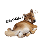 柴犬モナ（個別スタンプ：1）