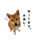 柴犬モナ（個別スタンプ：2）
