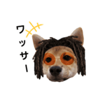 柴犬モナ（個別スタンプ：3）