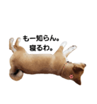 柴犬モナ（個別スタンプ：4）