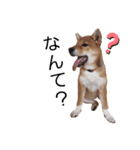 柴犬モナ（個別スタンプ：5）