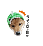 柴犬モナ（個別スタンプ：6）